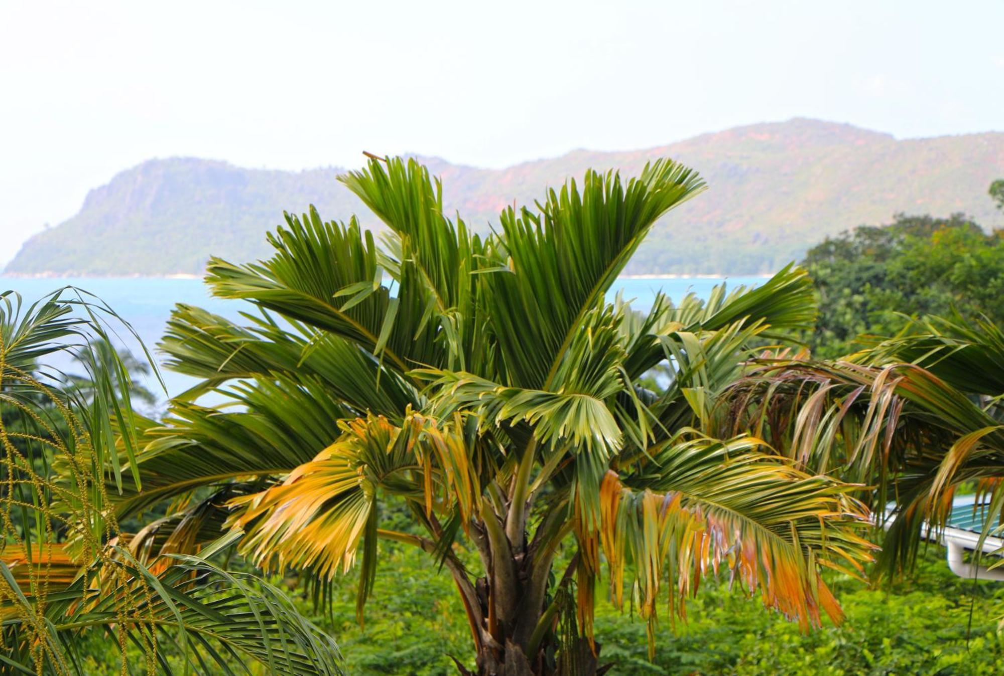 Ocean Blue Bay Apartment Anse Volbert Village  Exterior photo